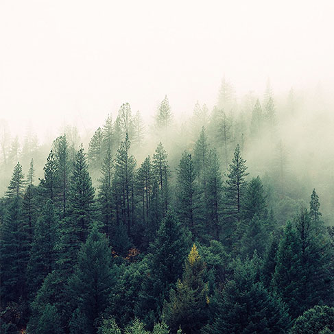 
Pins dans une forêt dense couverte de brouillard